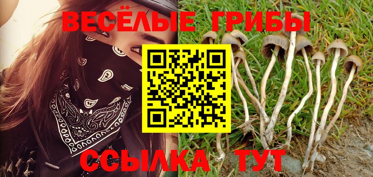 Галлюциногенные грибы Psilocybine cubensis Новосибирск